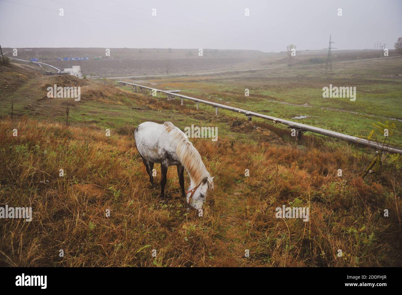 Cavallo che pascolano vicino a tubi di gas e poli elettrici durante una giornata di autunno foggy. Foto Stock