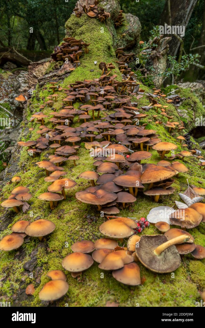 Comune Stump Brittestem, Psatirella piluliformis, che cresce in masse su albero caduto, New Forest. Foto Stock