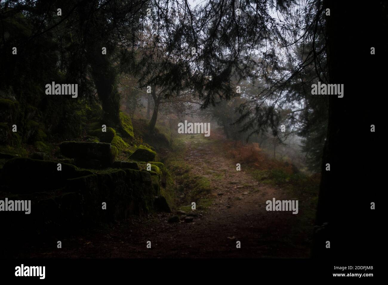 Paesaggio nebbioso autunno con alberi che coprono un sentiero e foglie a terra, in una giornata foggosa Foto Stock