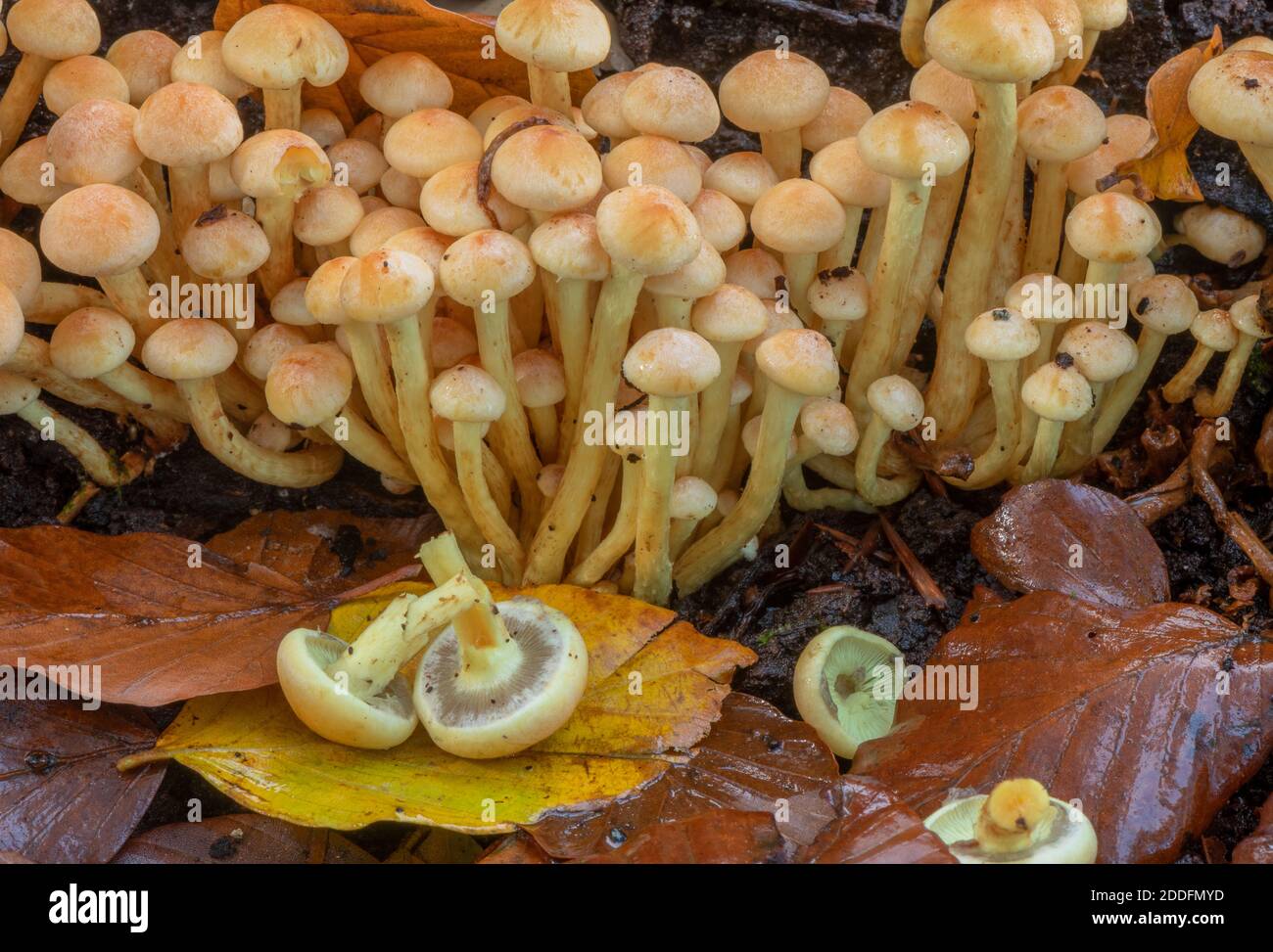 Ciuffo di zolfo, Hypholoma fasciculare, fungo che cresce in masse su faggete caduto nella Nuova Foresta. Foto Stock
