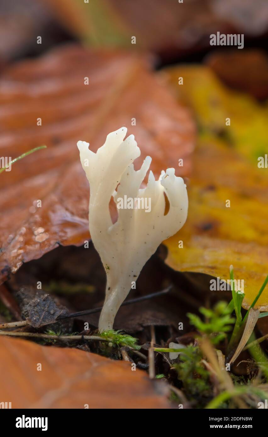 Club rugoso, Clavulina rugosa, fungo coltivato in faggeta, New Forest. Foto Stock