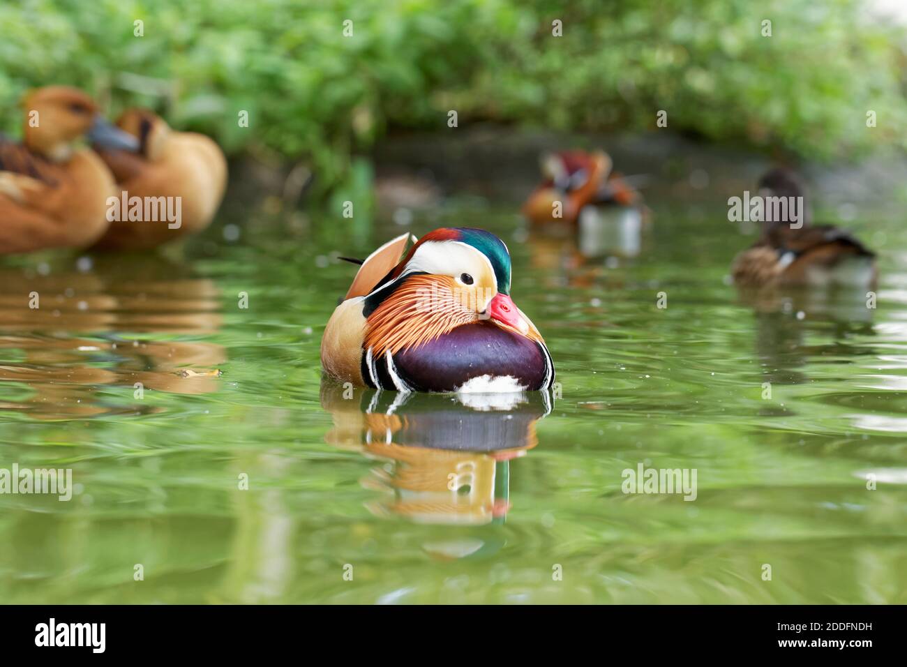 Anatra mandarino sull'acqua Foto Stock