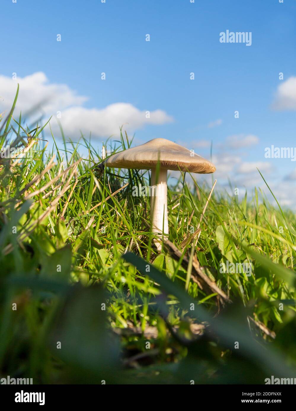 Vista ad angolo basso del fungo di campo, Agaricus campestris, che cresce in erba con cielo blu Foto Stock