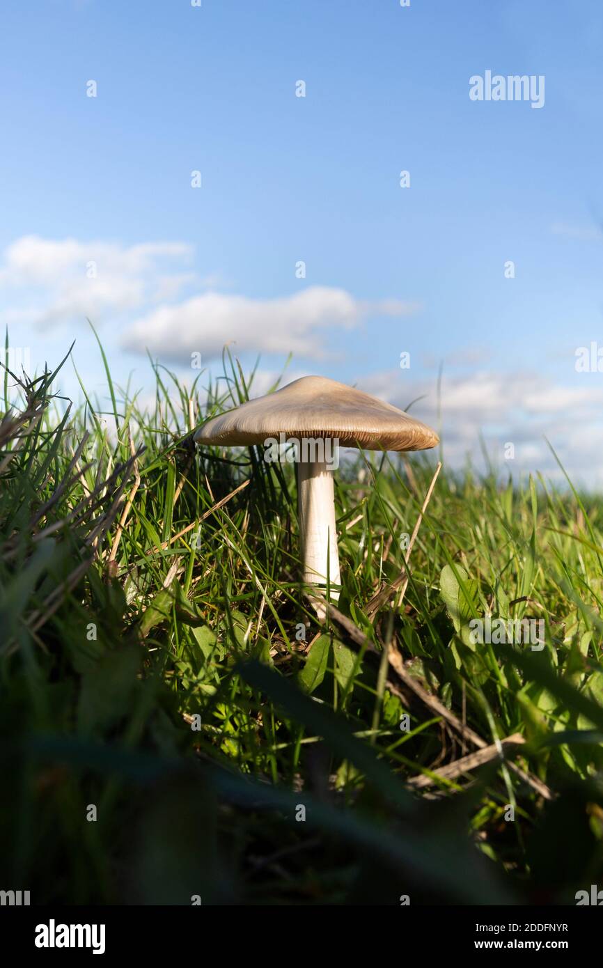 Vista ad angolo basso del fungo di campo, Agaricus campestris, che cresce in erba con cielo blu Foto Stock