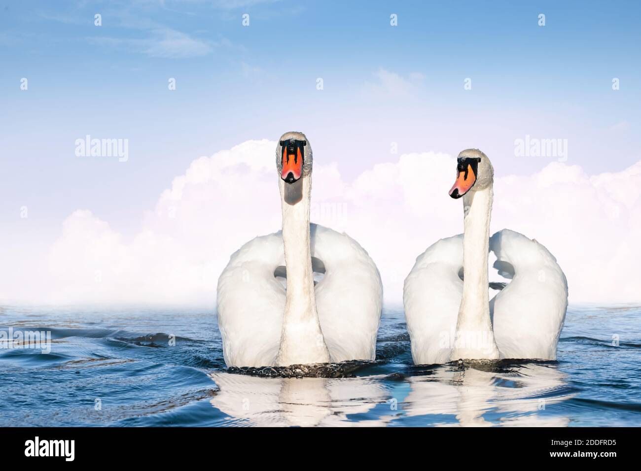 Coppia di cigni bianchi che nuotano fianco a fianco sul lago. Foto Stock