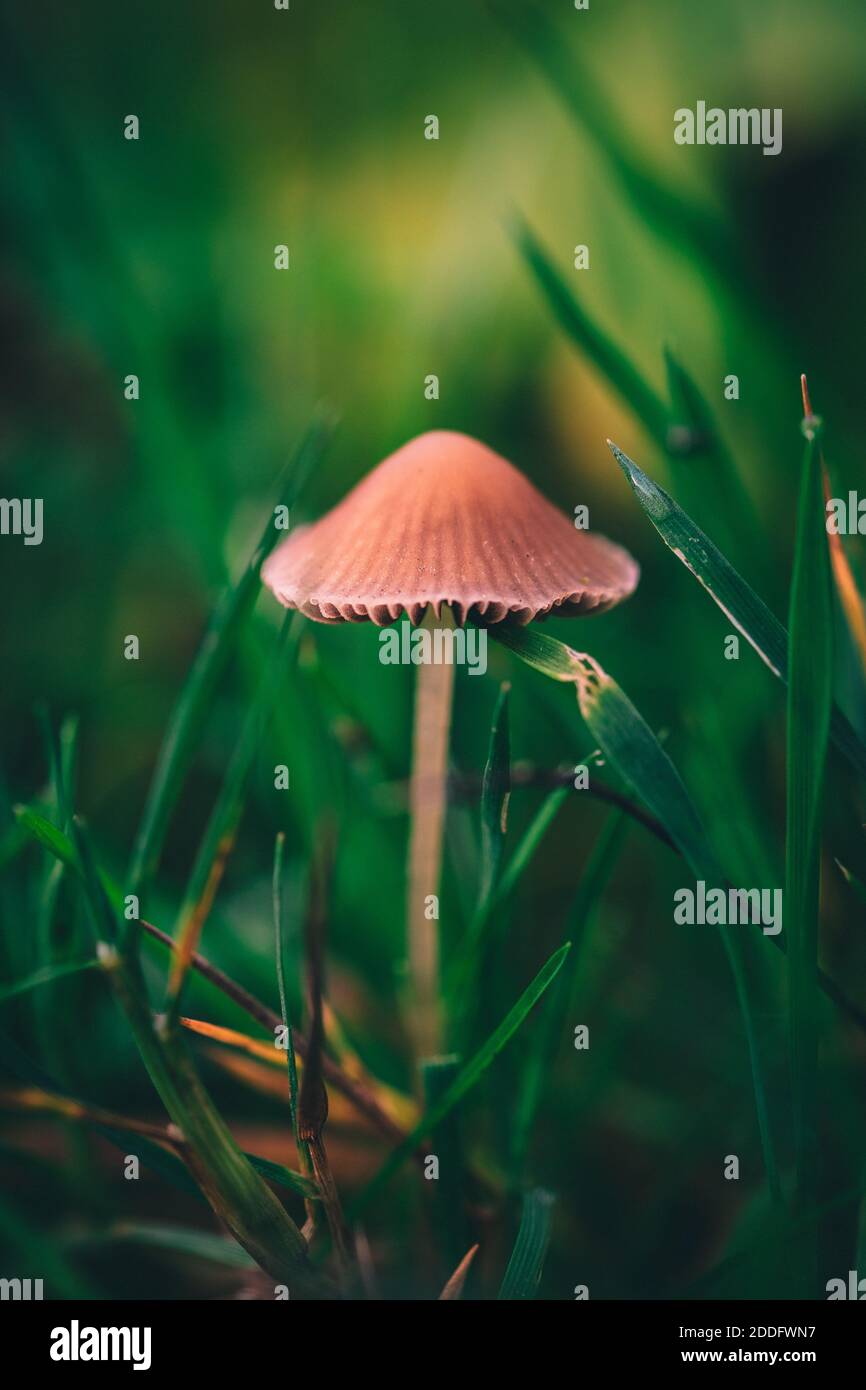 Un'immagine macro in primo piano di un fungo di conecap o. nome latino genere Conocibe circondato da erba Foto Stock