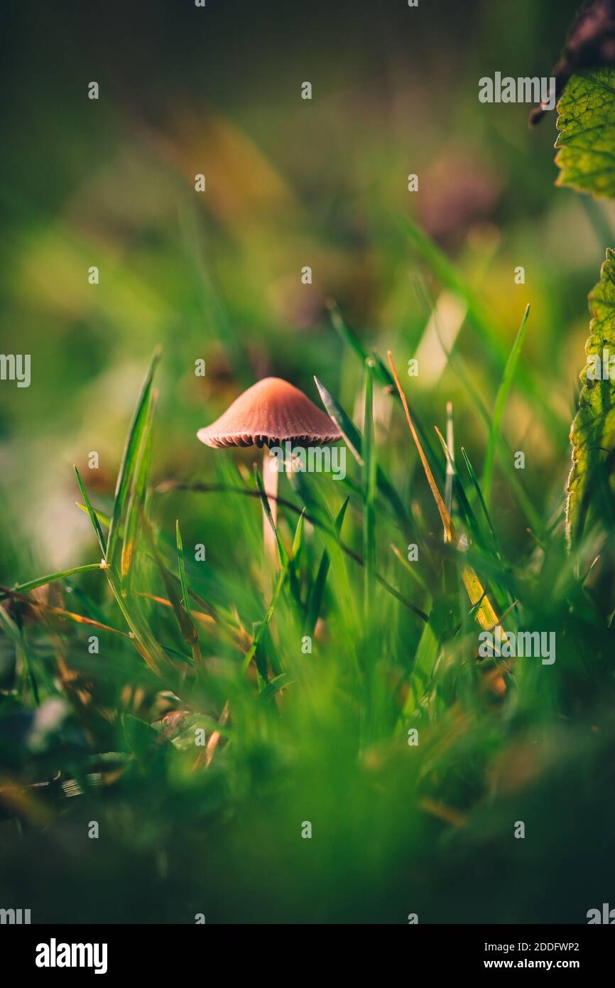 Un'immagine macro in primo piano di un fungo di conecap o. nome latino genere Conocibe circondato da erba Foto Stock