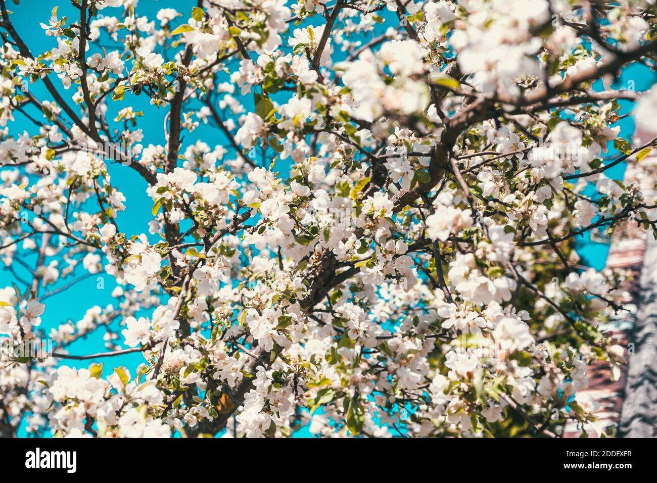 Un albero di mela fiorente in primavera Foto Stock