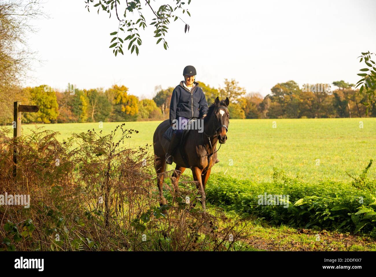 Donna cavaliere cavalcare lungo bridleway, Shottisham, Suffolk, Inghilterra, UJ Foto Stock