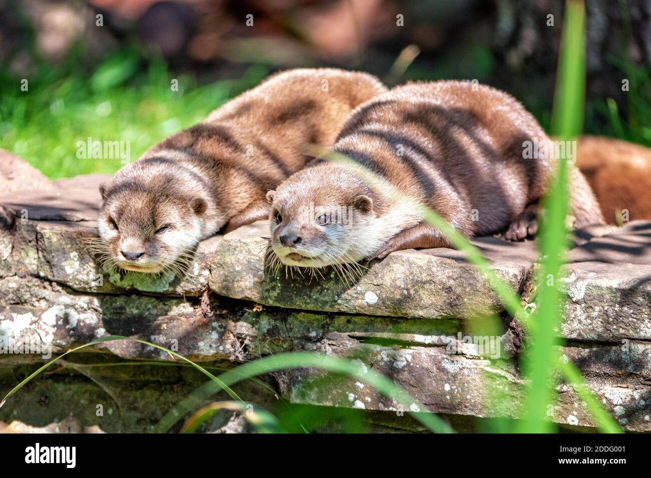 Due attente lontre orientali, Aonyx cinereus, accoccolate su un muro di pietra. Foto Stock