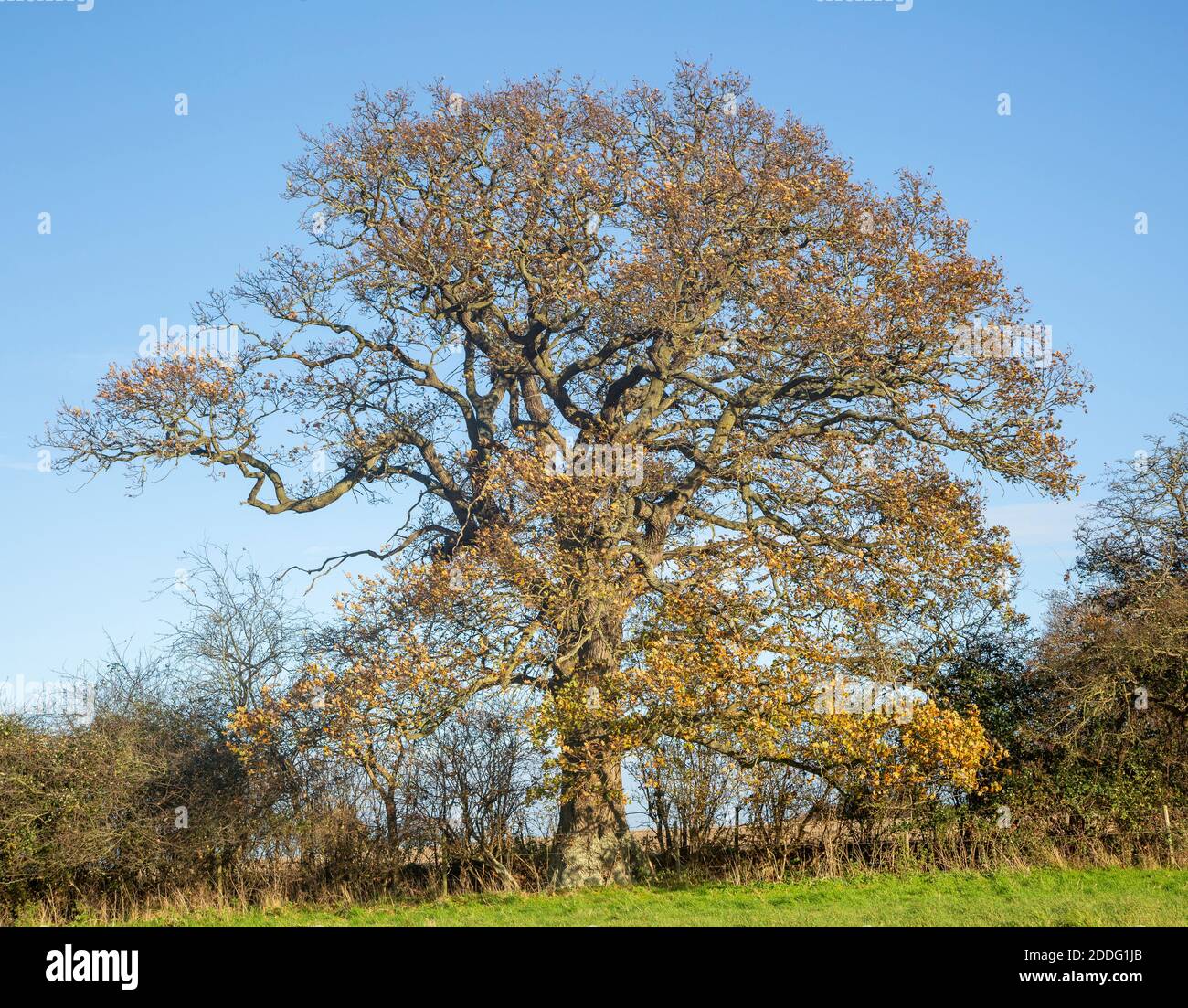 Quercia, Quercus Robur, foglia d'autunno blu cielo Suffolk Sandlings AONB, Inghilterra, Regno Unito Foto Stock