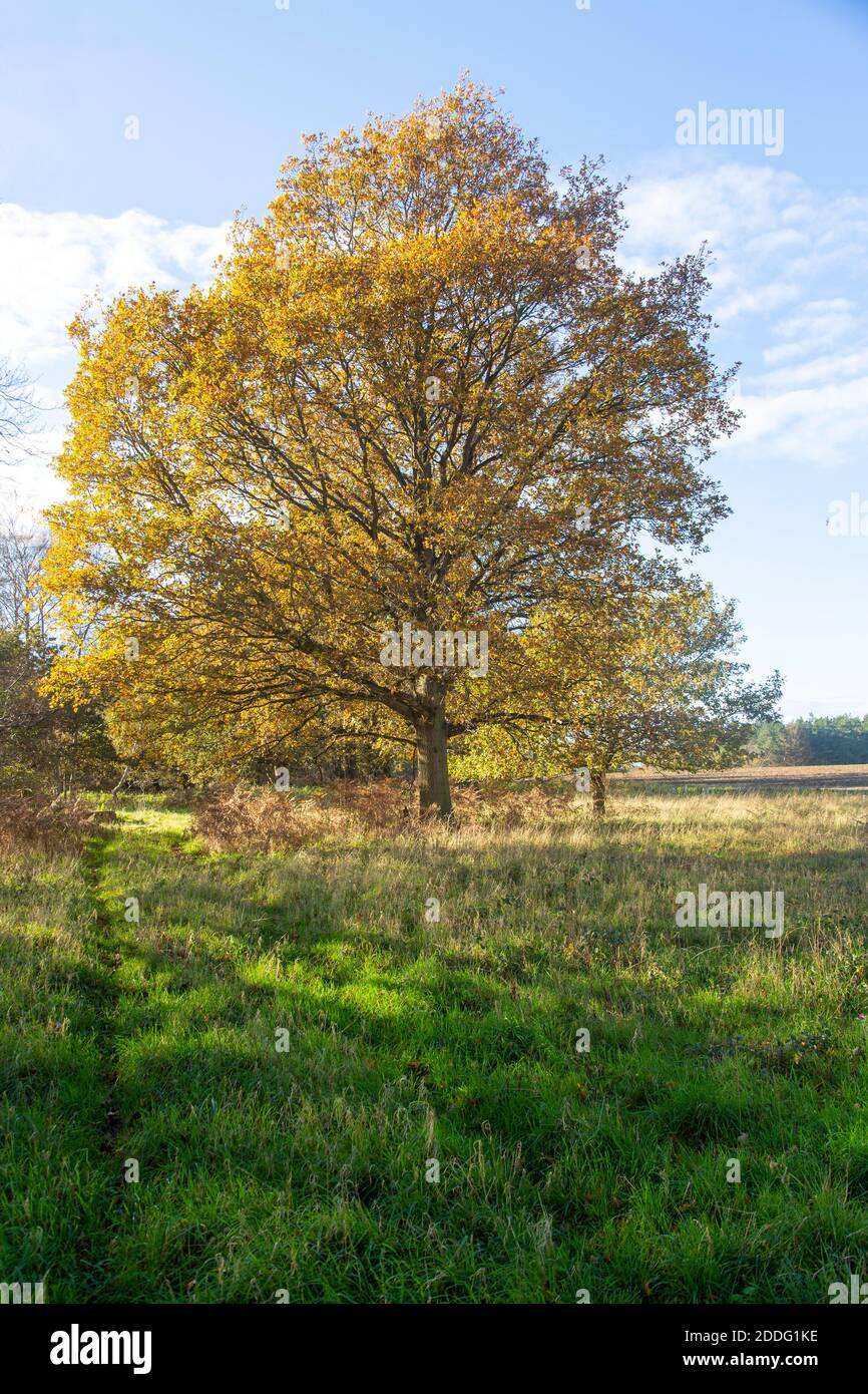 Quercia, Quercus Robur, foglia d'autunno blu cielo Suffolk Sandlings AONB, Inghilterra, Regno Unito Foto Stock