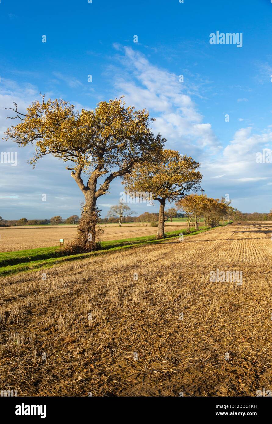 Oak Trees, Quercus Robur, autunno foglia blu cielo Suffolk Sandlings AONB, Inghilterra, UK Foto Stock