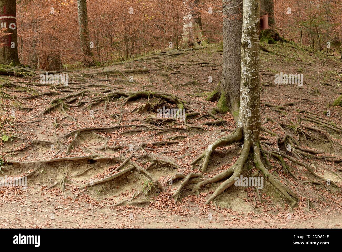 Radici di albero che escono dalla terra nella foresta. Foto Stock