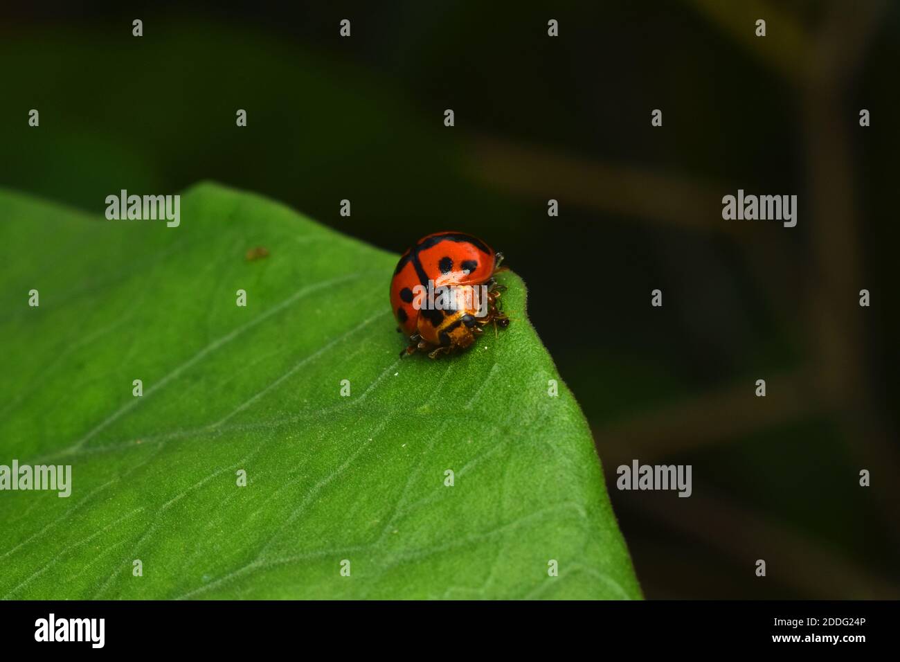 Lady bug strisciando su foglia verde Foto Stock