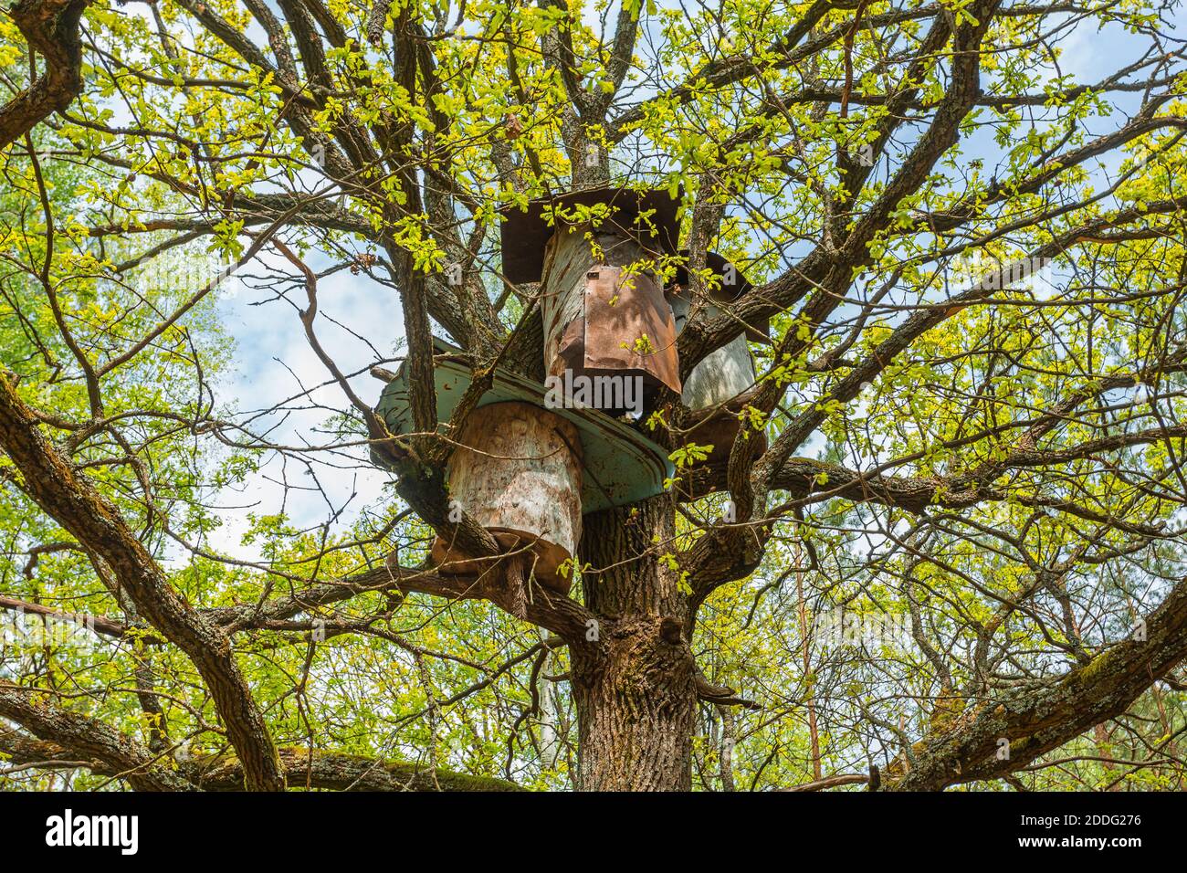 apiary per lavorare con api selvatiche con alveari tradizionali - ape gengive o log alveari sugli alberi Foto Stock