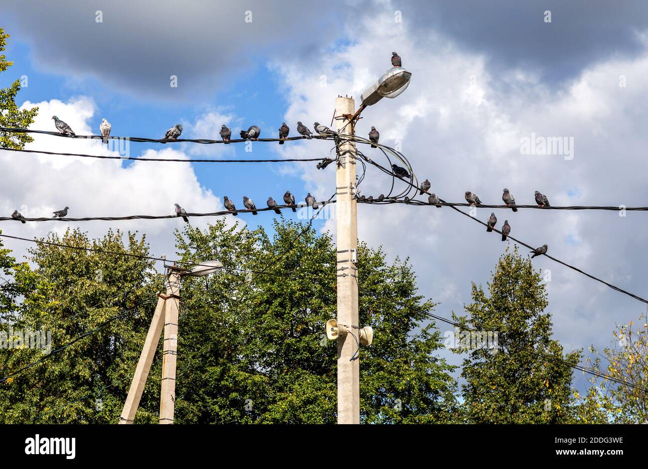 I piccioni sono seduti sui fili elettrici contro il blu cielo Foto Stock