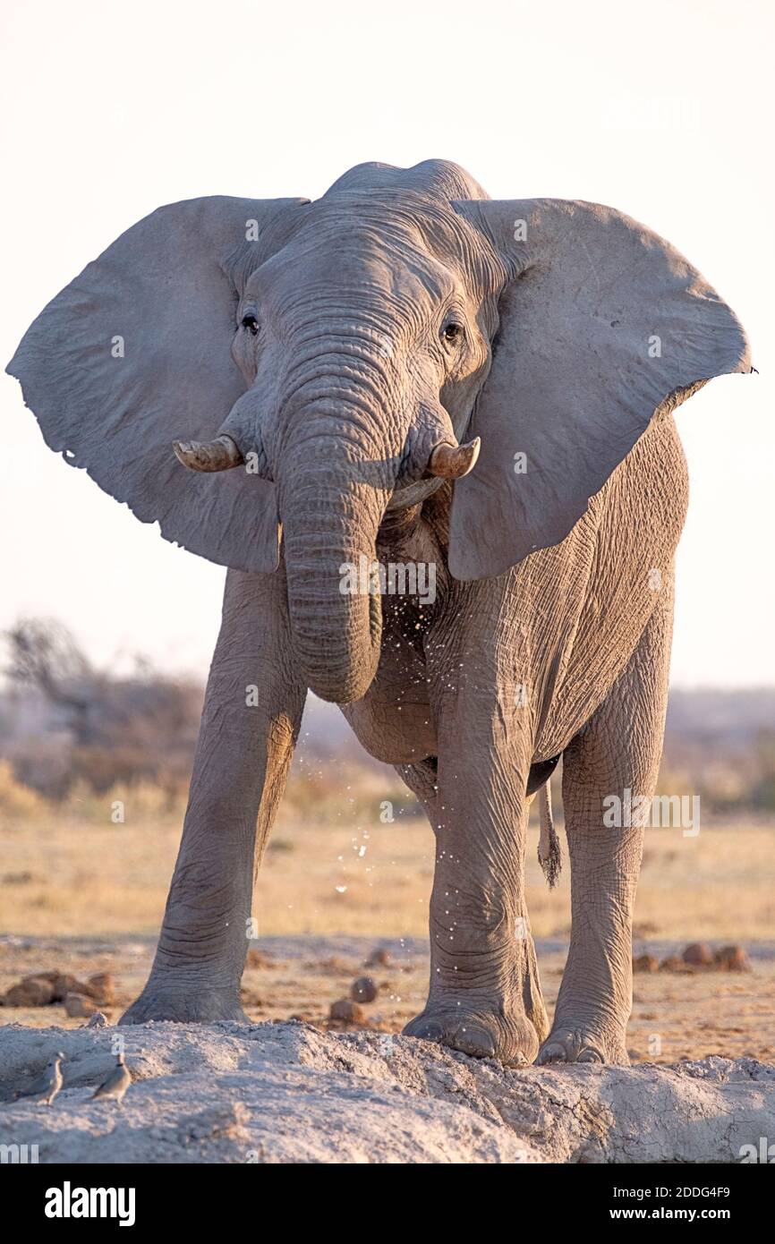 toro elefante africano, Loxodonta africana, ritratto che beve al pozzo. Naxi Pan, Makgadikgadi Pan, Botswana, Africa Foto Stock