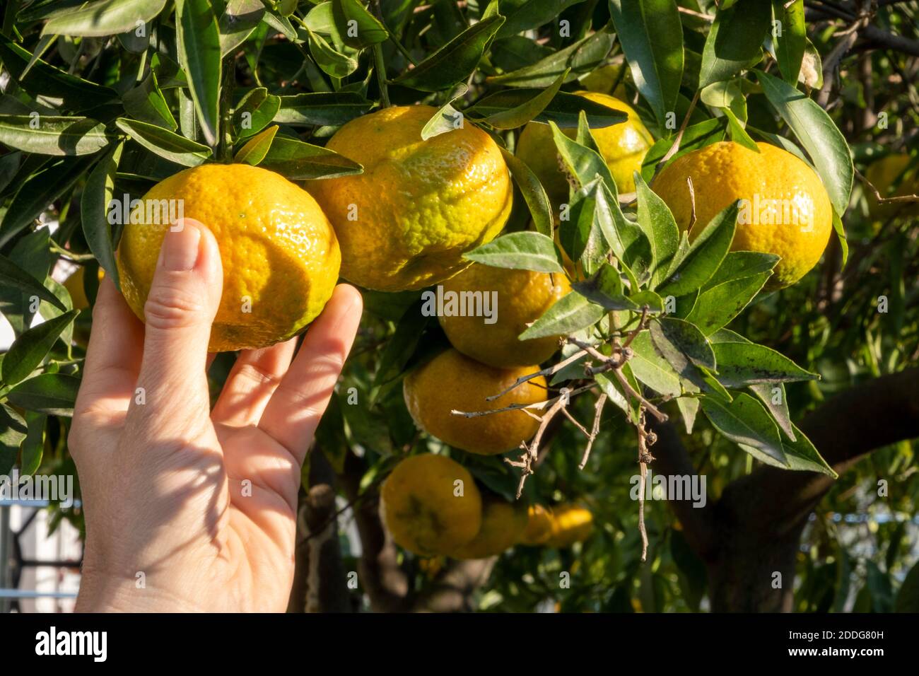 Mettere a fuoco su una mano umana che raccoglie un singolo mandarino da un albero. Molti altri frutti sono appesi tra foglie verdi. Il sole si riflette sulla superficie del guscio Foto Stock