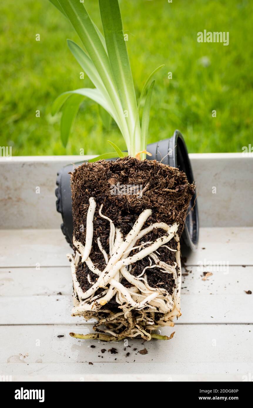 Una giovane pianta di Agapanthus che mostra la crescita delle radici e la sua disponibilità a repotting per la sua prossima fase di crescita nel Regno Unito Foto Stock