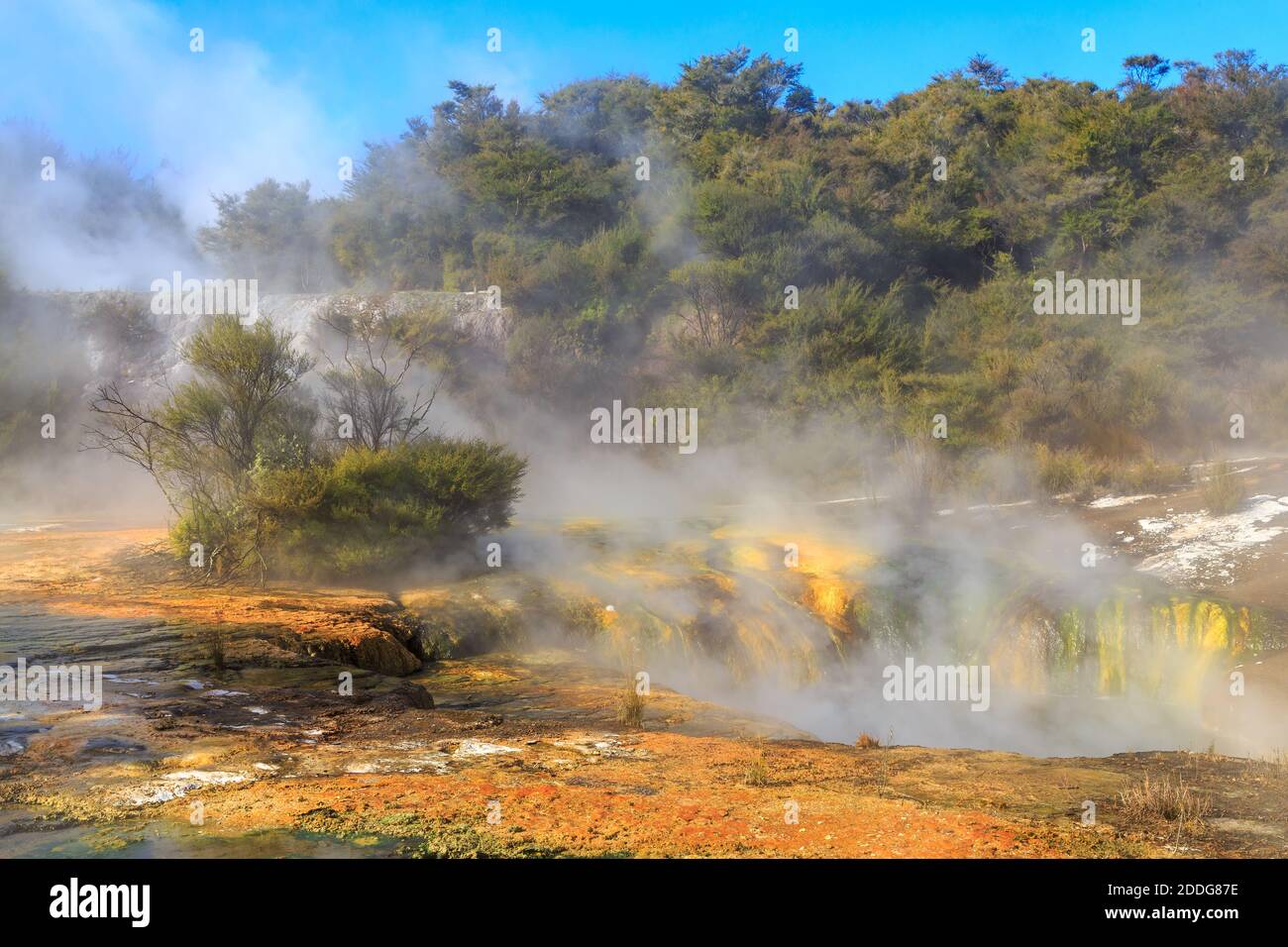 Orakei Korako zona geotermica, Nuova Zelanda. Il vapore sale dalle piscine bollenti circondate da alghe colorate Foto Stock