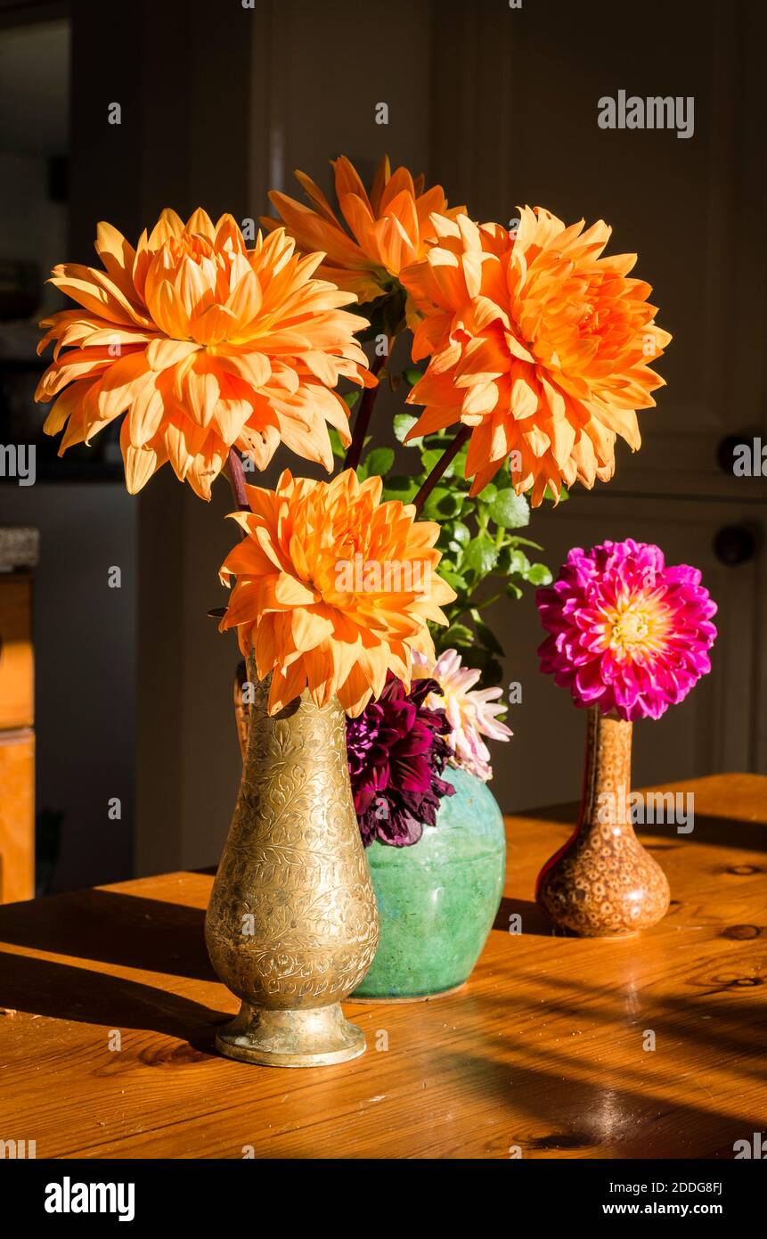 Dahlias, compreso D. Glorie van Noordvijk, esposto come fiori recisi, in una casa inglese Regno Unito Foto Stock