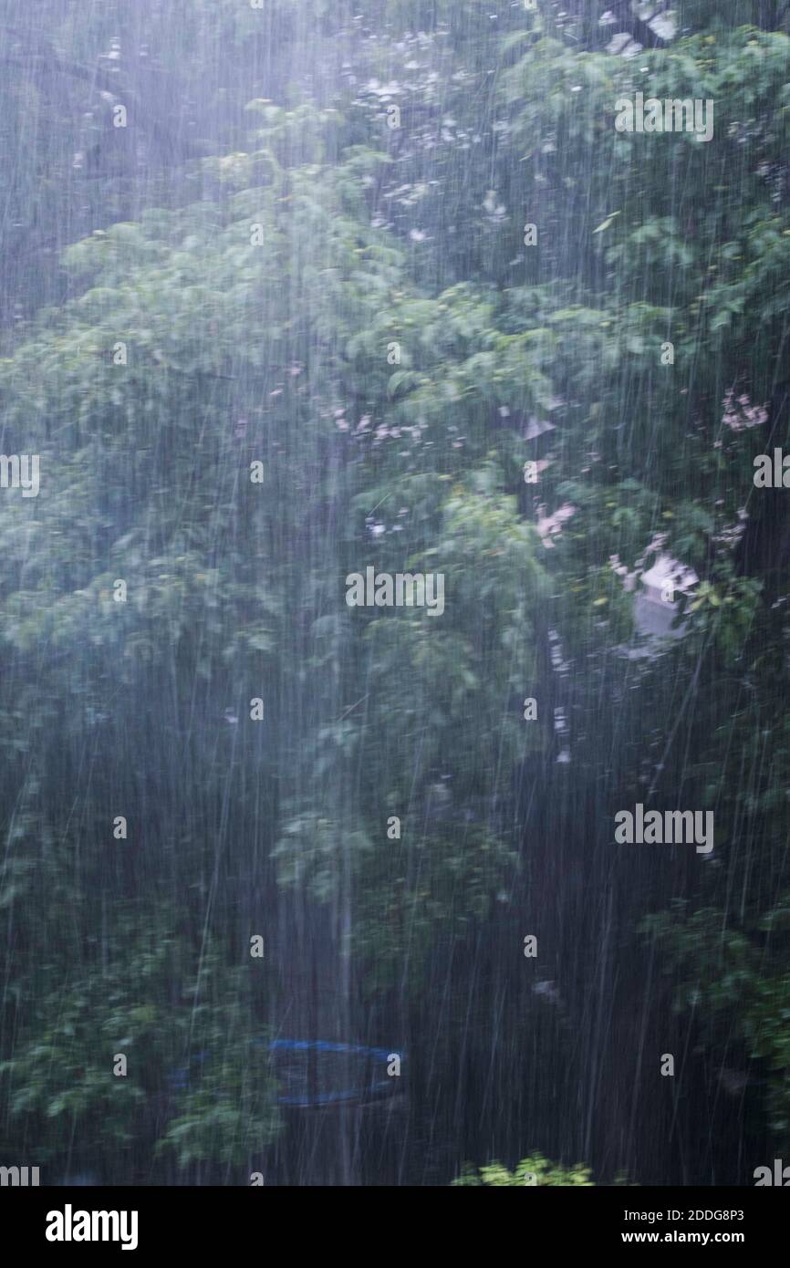 acqua e pioggia come forza vitale per le piante in natura Foto Stock