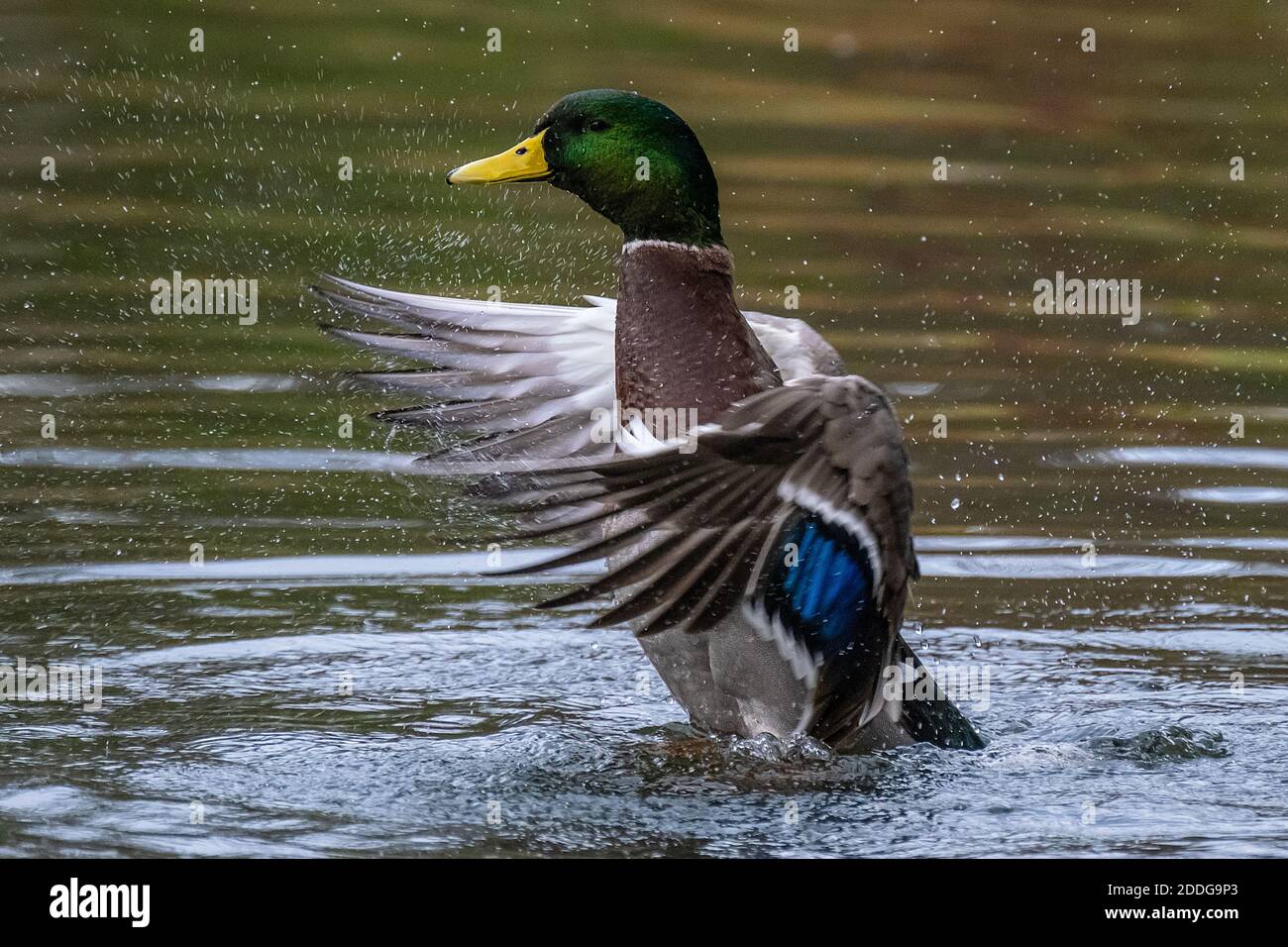 Lavaggio Mallard Duck Foto Stock