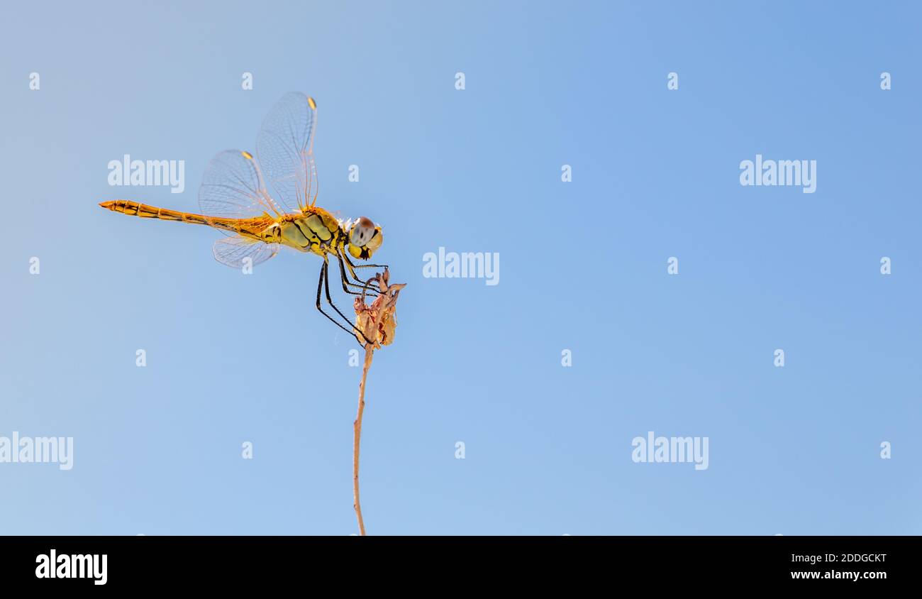 Una libellula appollaiata su un ramo di fiori secchi Foto Stock
