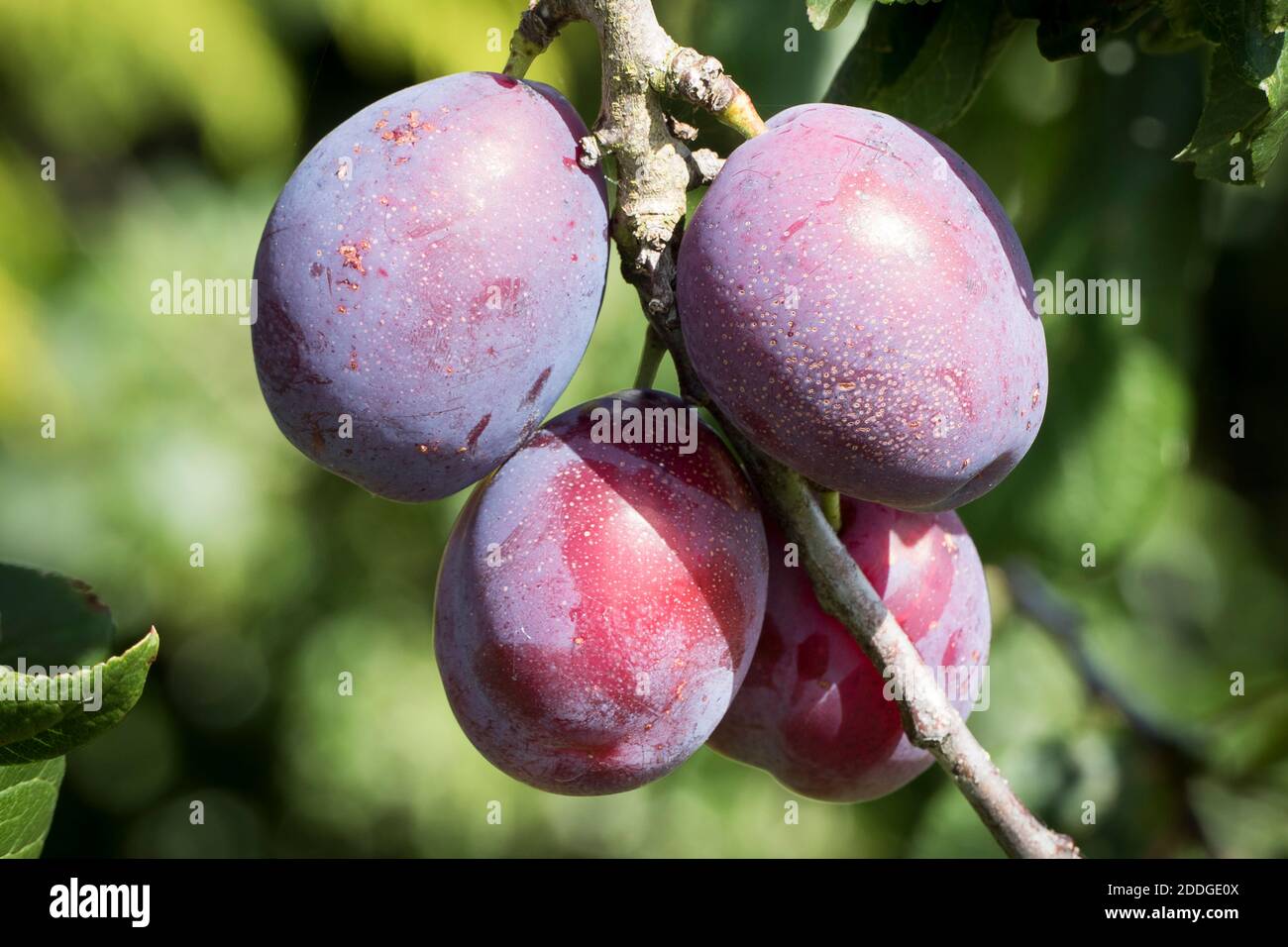 Prunus domestica Opal frutta matura su albero in inglese giardino UKv Foto Stock