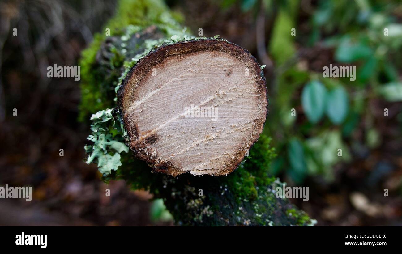 Segato di fresco fuori di log o albero con grano di legno visibile in ambiente boschivo Foto Stock