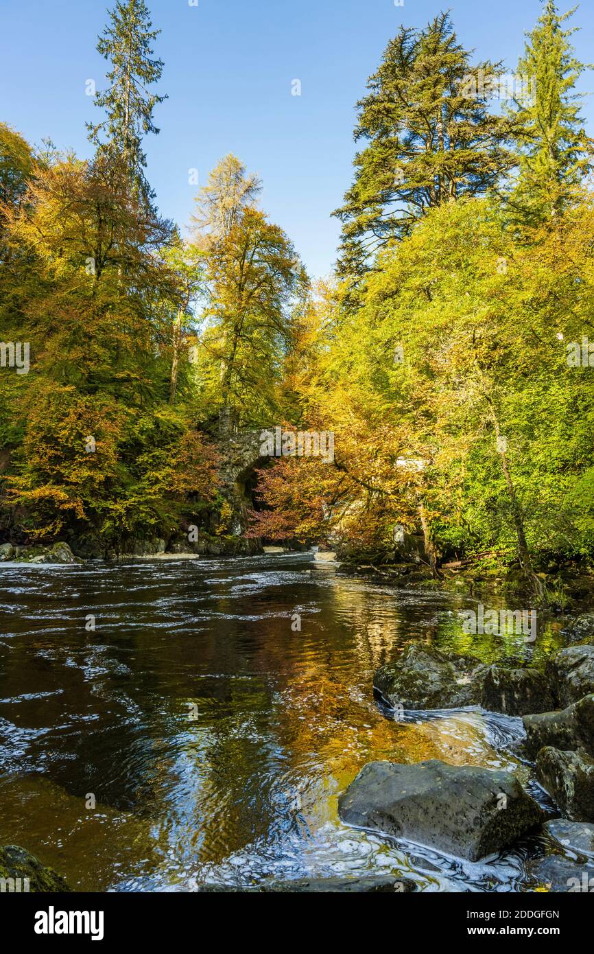 Colori autunnali a valle della cascata Black Linn sul fiume Braan presso l'Hermitage vicino a Dunkeld nel Perthshire, Scozia, Regno Unito Foto Stock