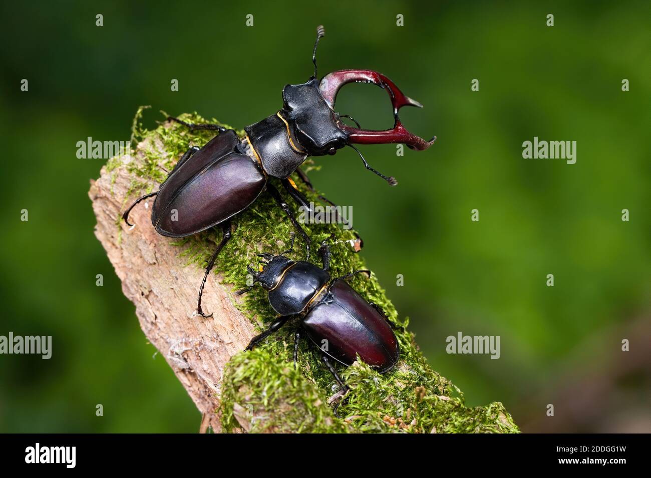 Coppia di coleotteri stag in piedi su un ramo mussoso in natura estiva Foto Stock