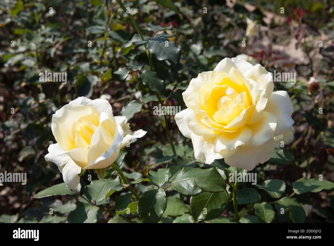 Due rose bianche e gialle su un roseto Foto Stock