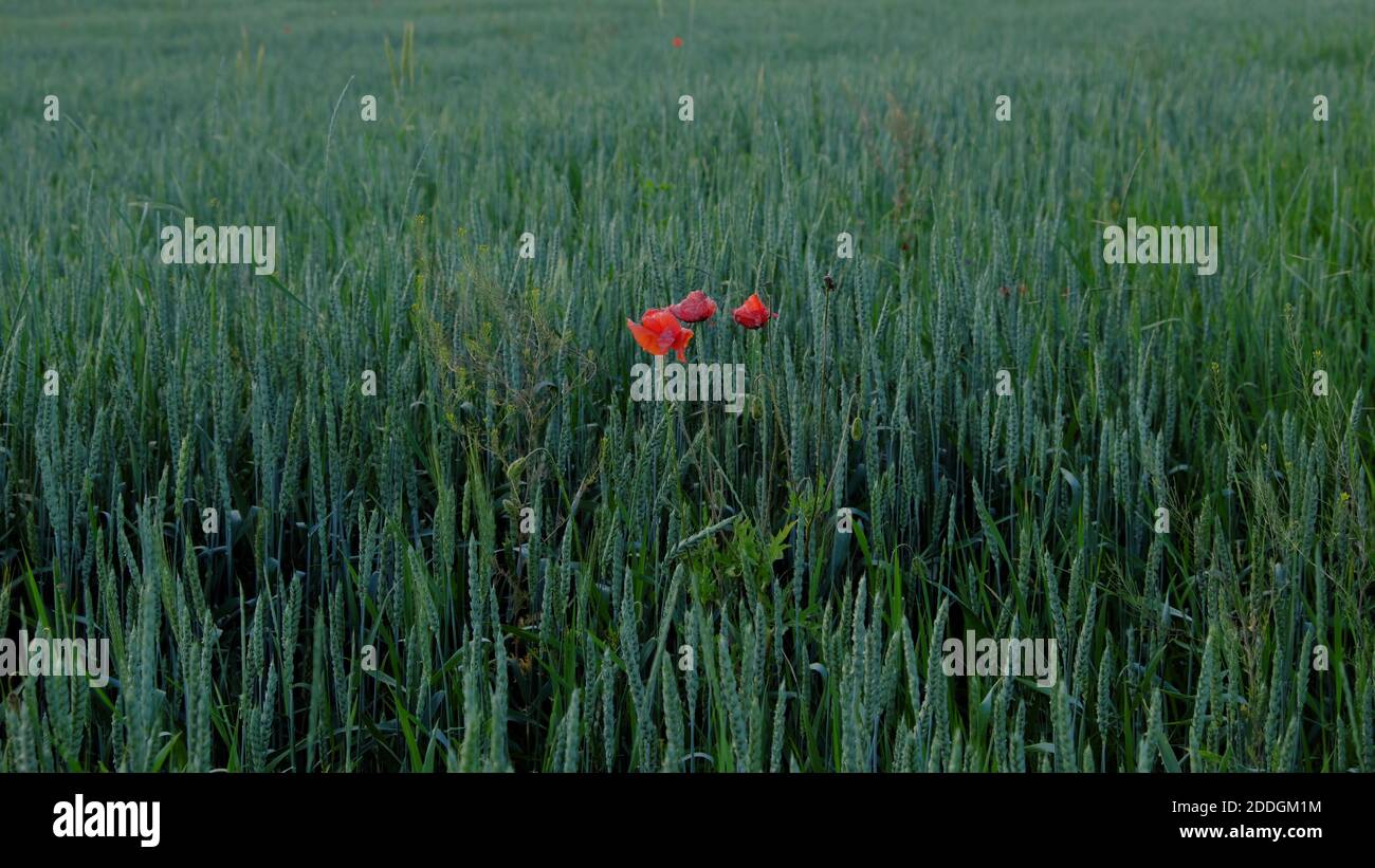 Molti papaveri stanno fiorendo tra un campo di grano. Foto Stock