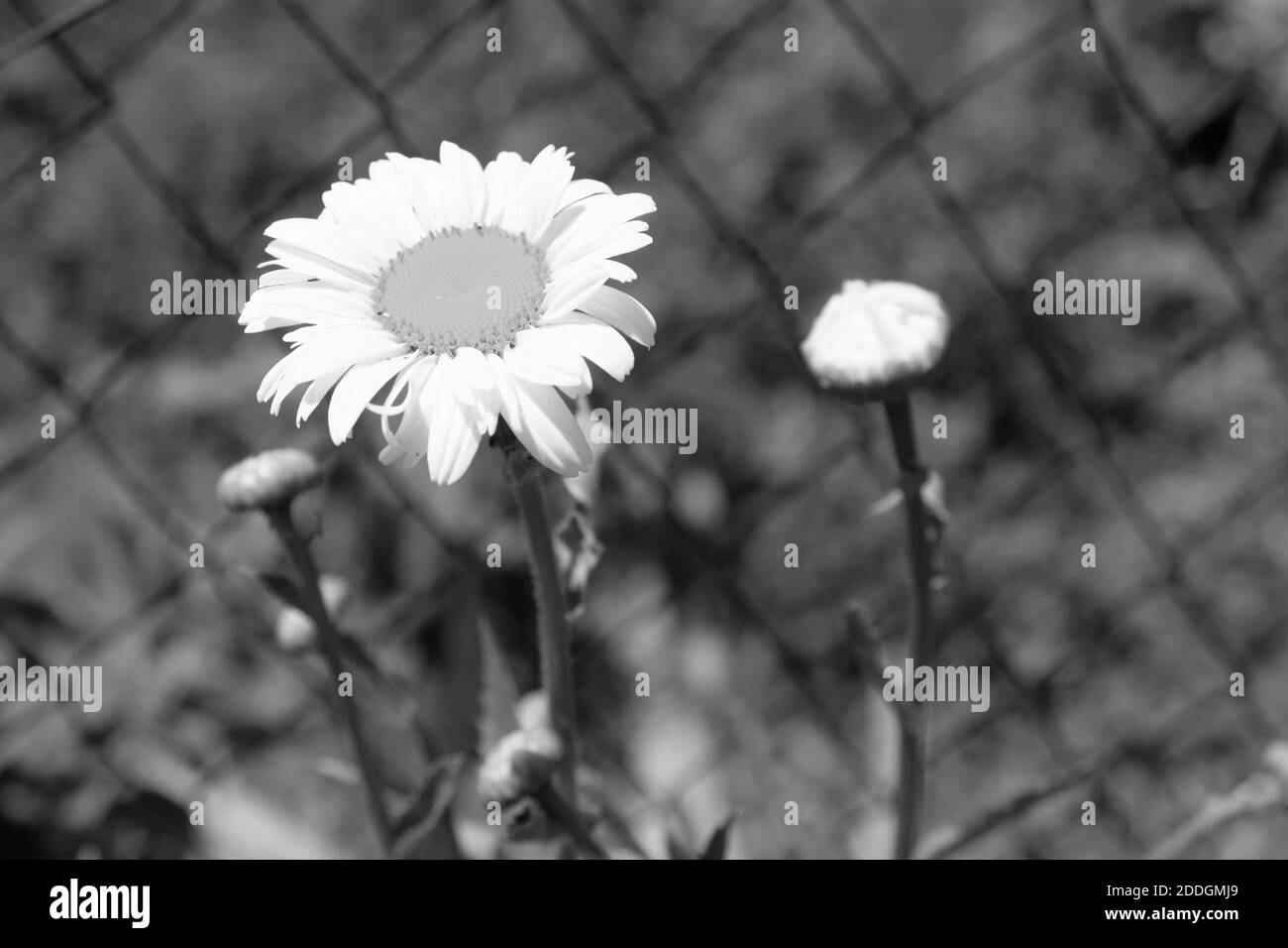 Camomilla bianca, primo piano. Bel fiore bianco. Immagine in bianco e nero. Foto Stock