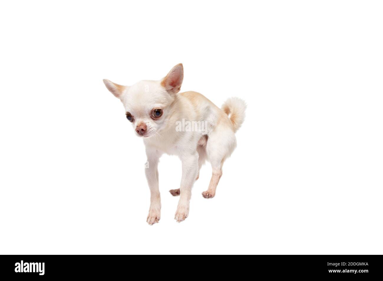 Chihuahua compagno cane salto. Carino giocoso doggy bianco crema o animale domestico che gioca isolato su sfondo bianco studio. Concetto di movimento, azione, movimento, amore animali domestici. Sembra felice, felice, divertente. Foto Stock