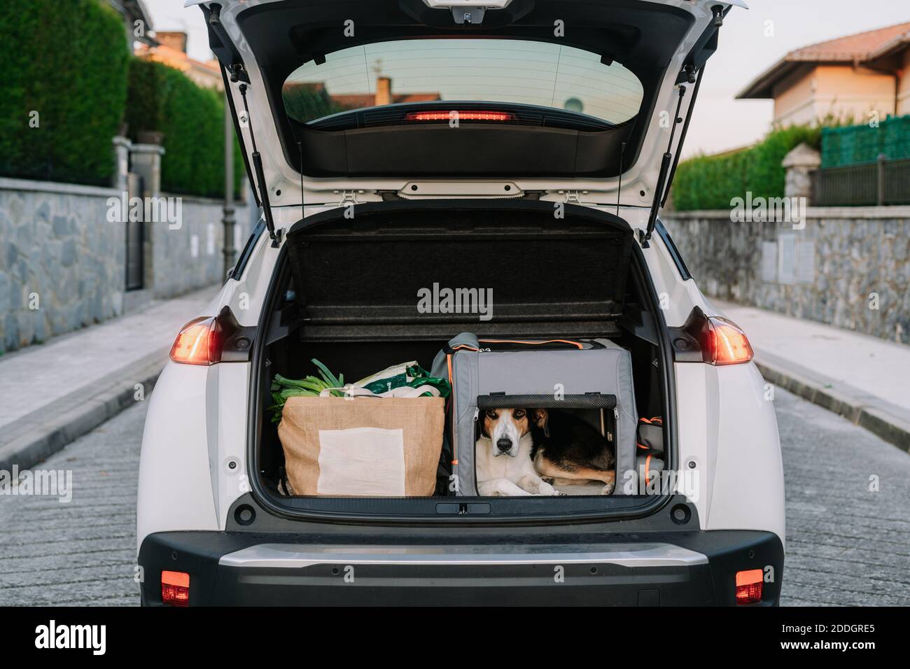 PET cane in borsa da viaggio collocato vicino alla confezione di carta con verdure fresche in tronco aperto di auto parcheggiata vicino paese casa Foto Stock