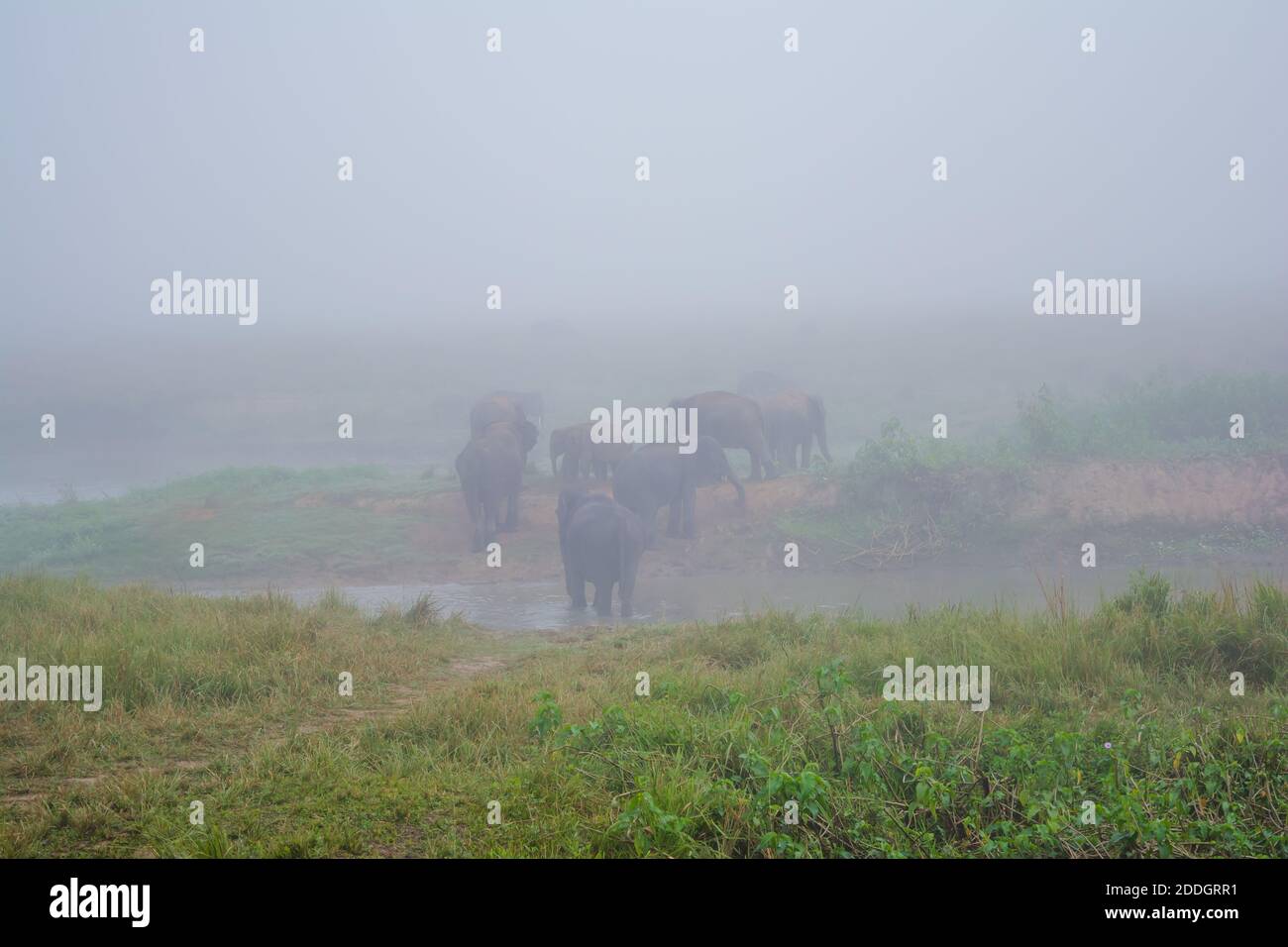 Grande elefante indiano maschile e bufalo d'acqua selvatico al Kaziranga National Park, Asam, India Foto Stock