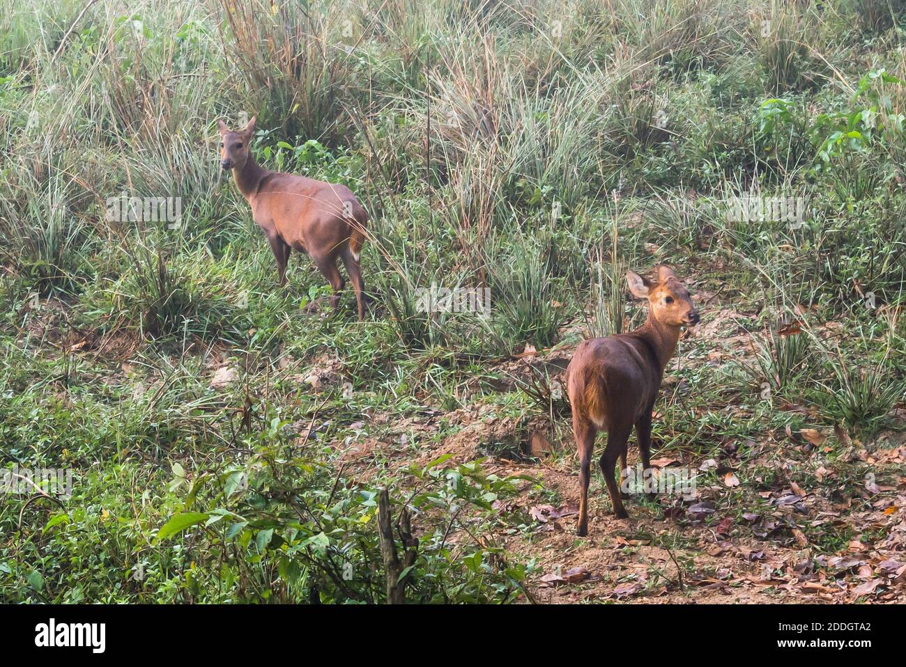 Grande elefante indiano maschile e bufalo d'acqua selvatico al Kaziranga National Park, Asam, India Foto Stock