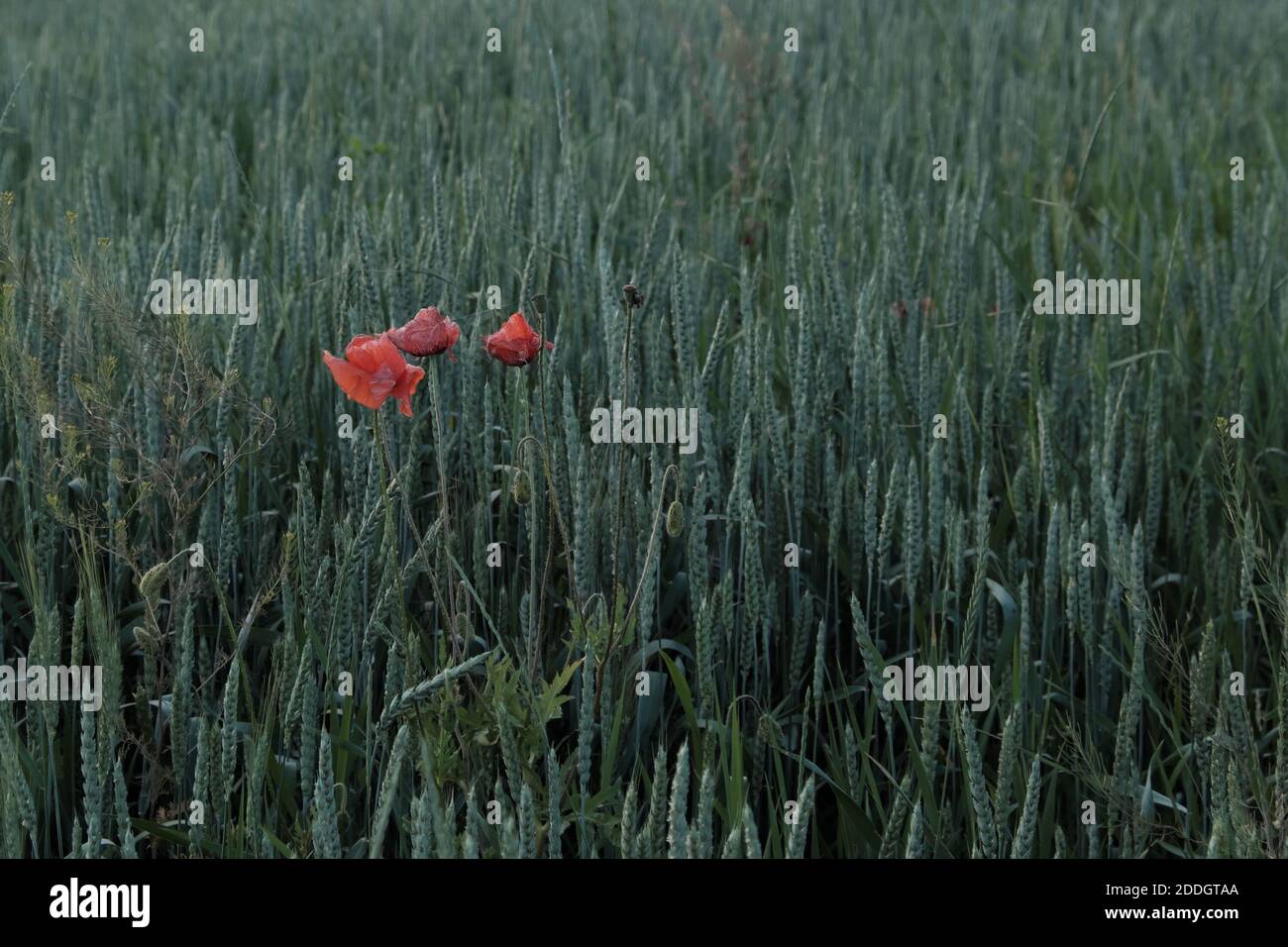 Molti papaveri stanno fiorendo tra un campo di grano. Foto Stock