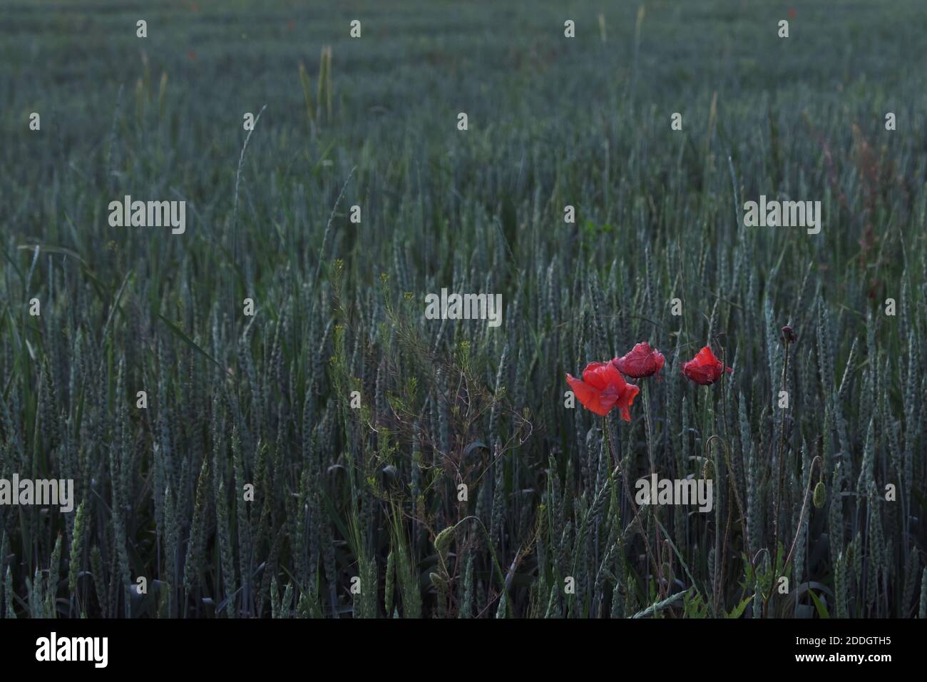 Molti papaveri stanno fiorendo tra un campo di grano. Foto Stock