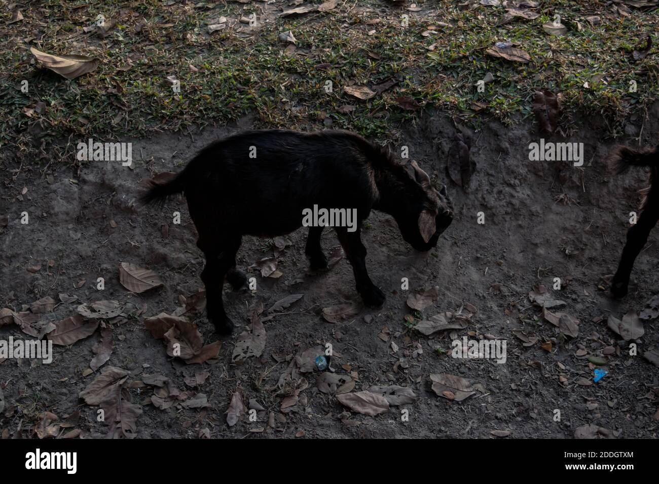 Grande elefante indiano maschile e bufalo d'acqua selvatico al Kaziranga National Park, Asam, India Foto Stock