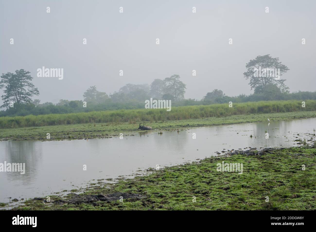 Grande elefante indiano maschile e bufalo d'acqua selvatico al Kaziranga National Park, Asam, India Foto Stock