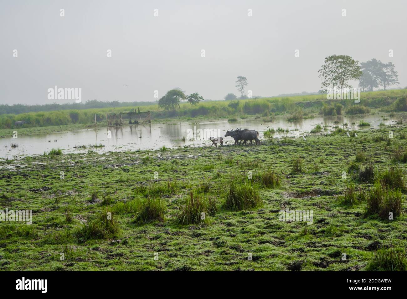 Grande elefante indiano maschile e bufalo d'acqua selvatico al Kaziranga National Park, Asam, India Foto Stock