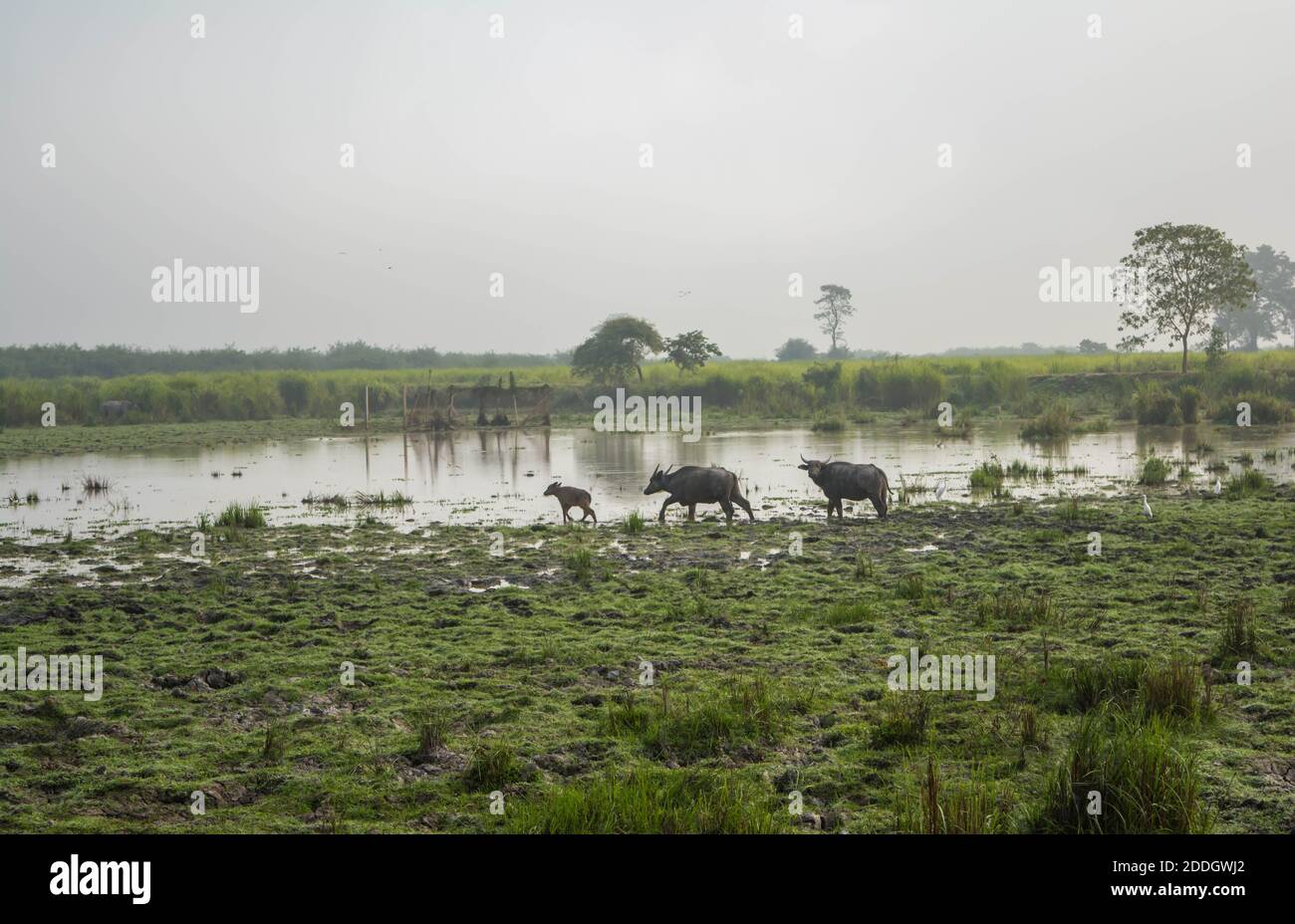 Grande elefante indiano maschile e bufalo d'acqua selvatico al Kaziranga National Park, Asam, India Foto Stock