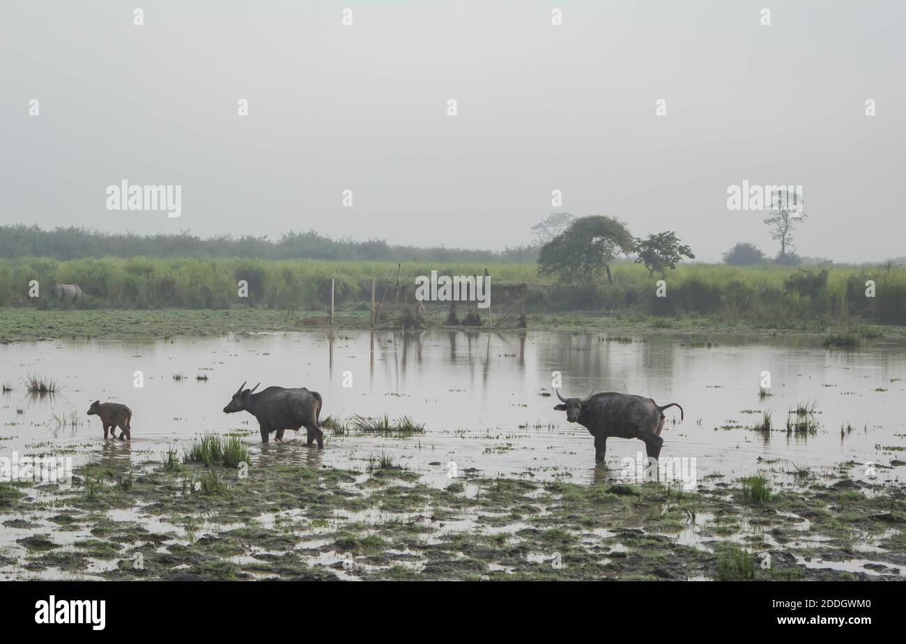 Grande elefante indiano maschile e bufalo d'acqua selvatico al Kaziranga National Park, Asam, India Foto Stock