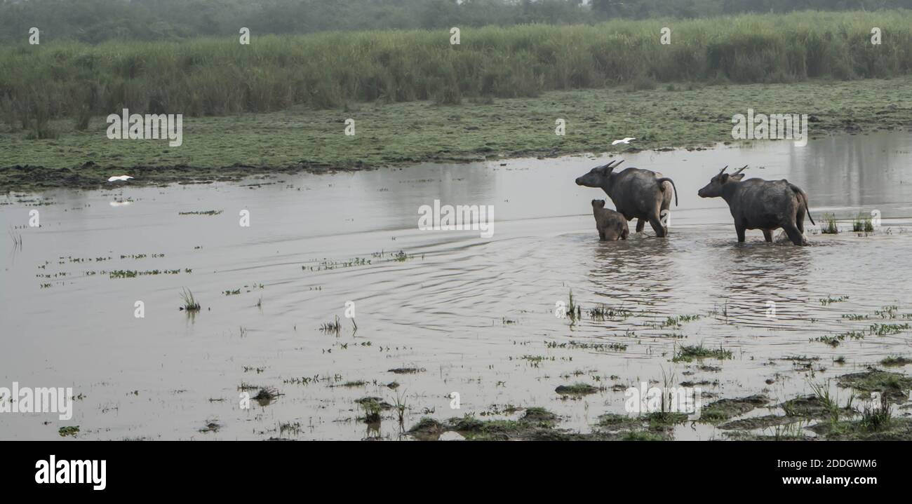 Grande elefante indiano maschile e bufalo d'acqua selvatico al Kaziranga National Park, Asam, India Foto Stock