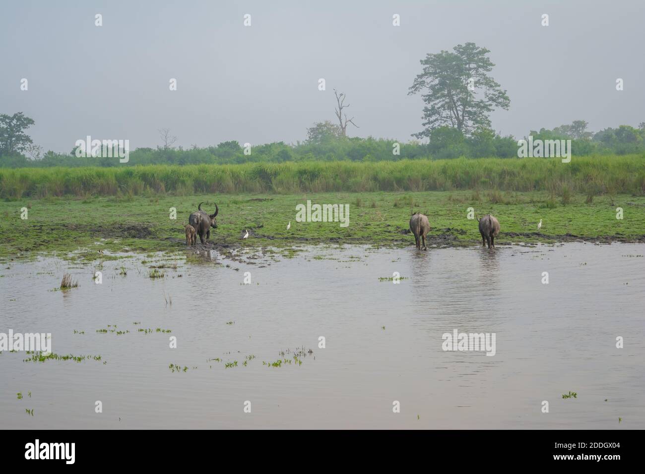 Grande elefante indiano maschile e bufalo d'acqua selvatico al Kaziranga National Park, Asam, India Foto Stock