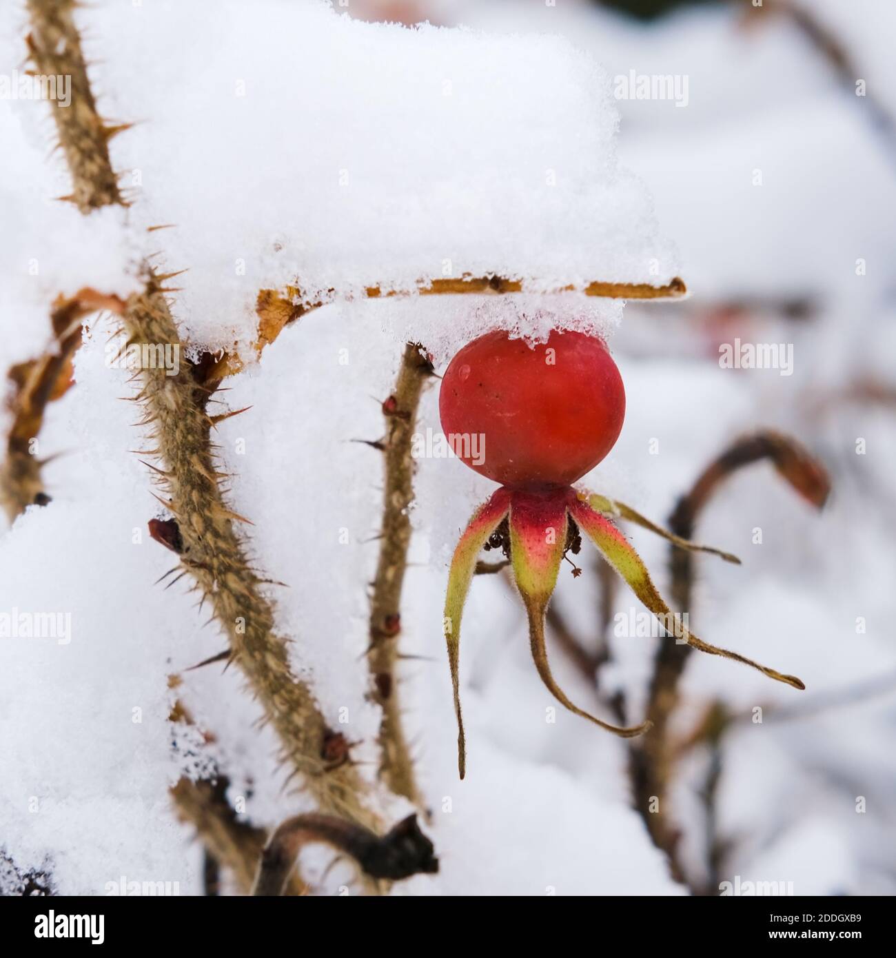 Fuoco selettivo alla bacca rossa smerigliata maturata di roseanca medica su cespuglio coperto con fiocchi di neve e cristalli di ghiaccio dopo nevicata Foto Stock